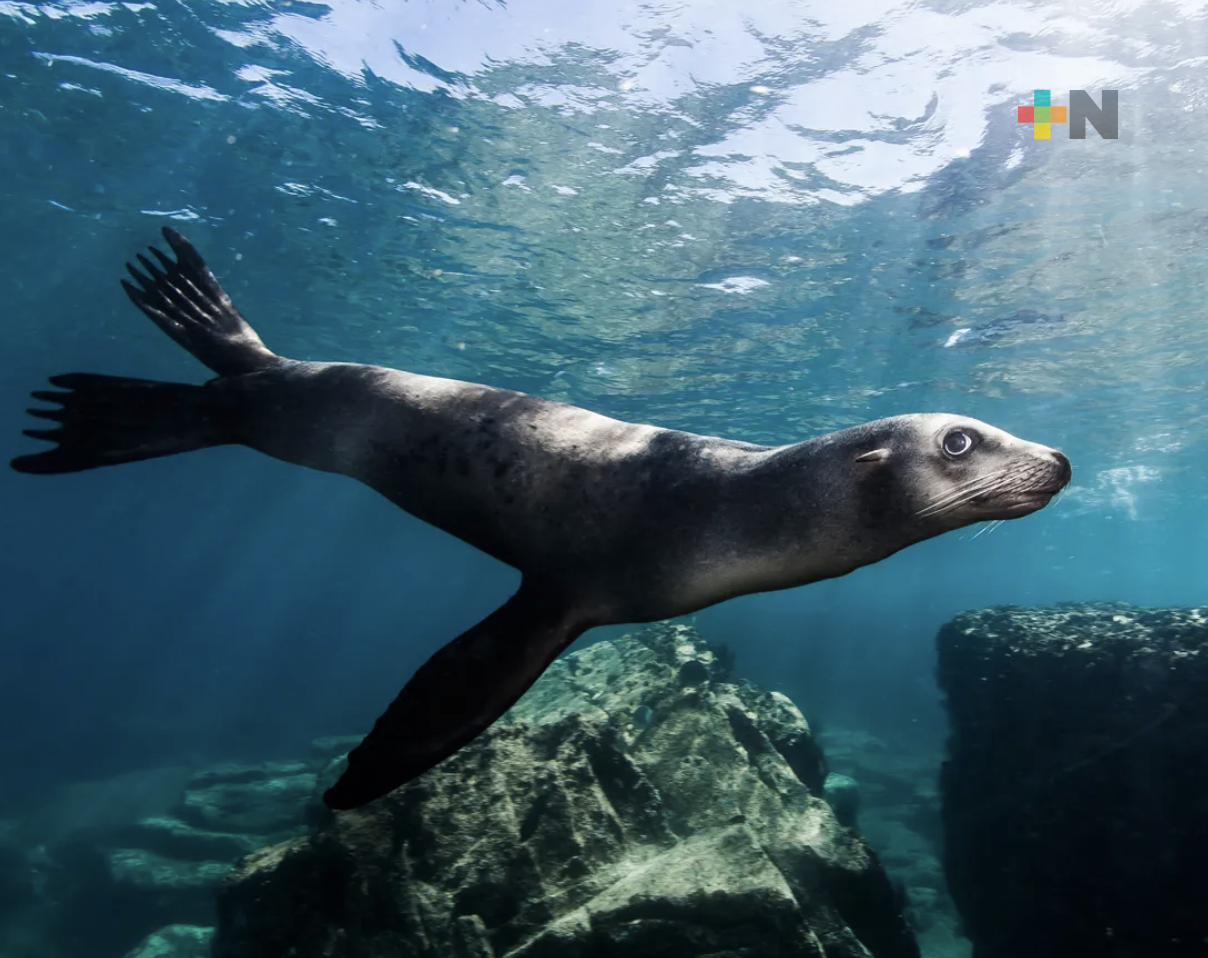 El 29 de febrero llegan los lobos marinos, nueva atracción del Aquarium Veracruz